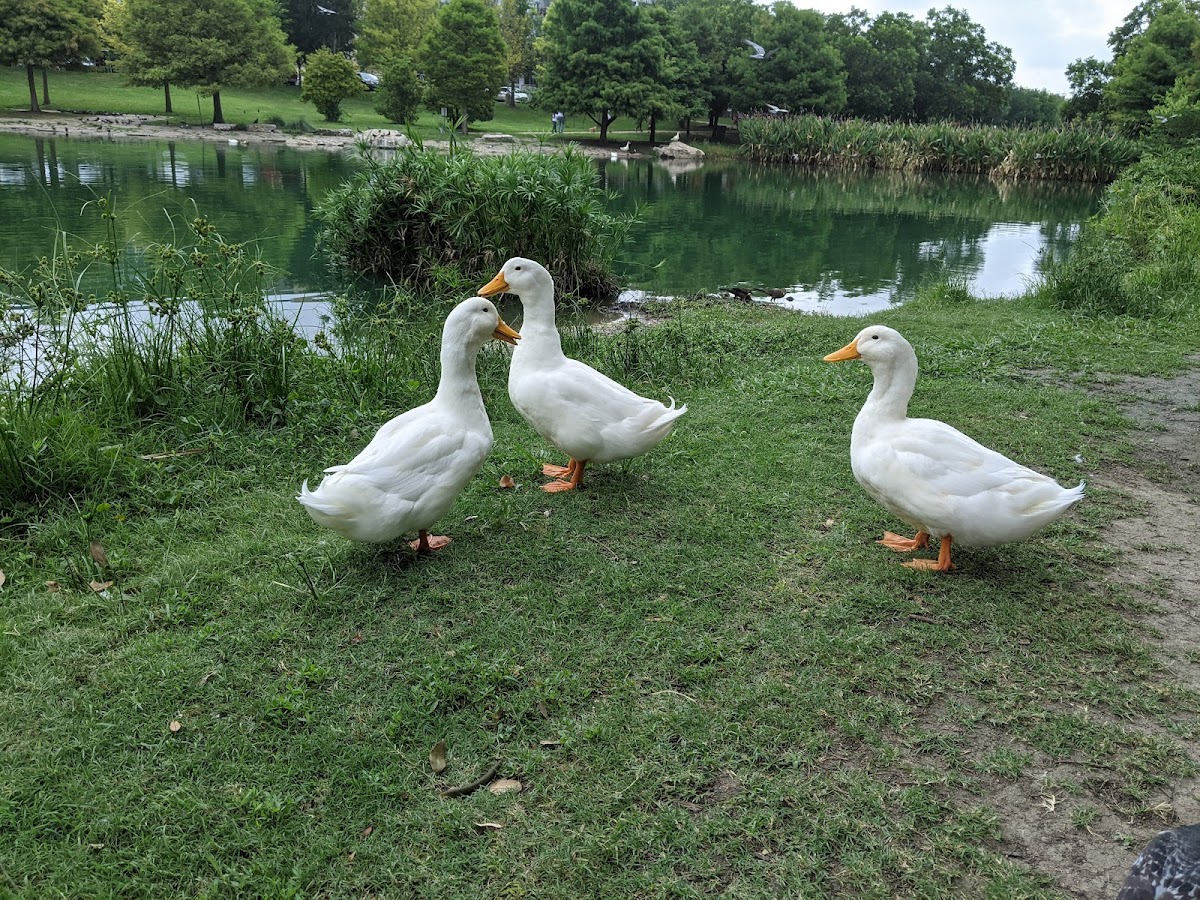 Mueller Lake Park